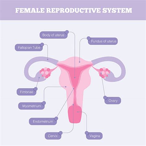 Female Reproductive Diagram Side View