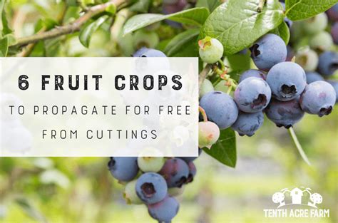 6 Fruit Crops To Propagate For Free From Cuttings Growing Fruit Crops