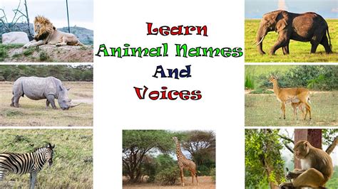 Learn About Animals Animal Voices Zoo Animals Jungle Animals Youtube