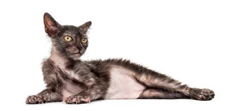 The Lykoi Cat Breed All About The Werewolf Cats Unianimal