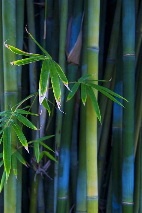 47 Bamboo Wallpaper Hd Wallpapersafari