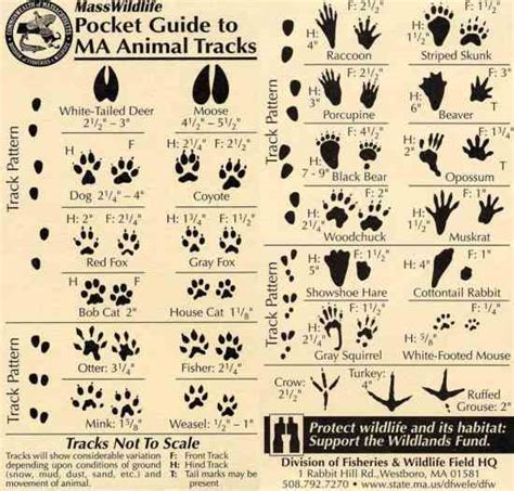 Animal Tracks And Other Wildlife Signs