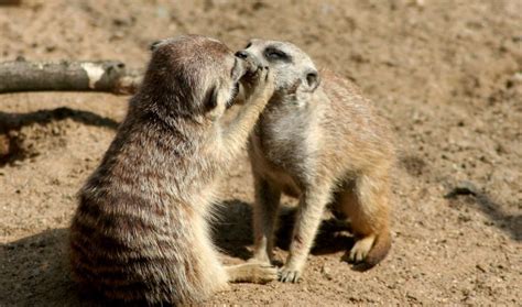 Cmeer And Give Me A Kiss Mummy Meerkat Makes Youngster