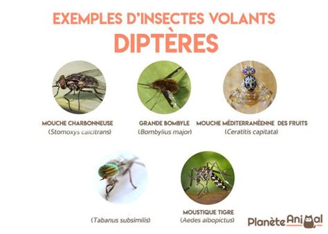 Insectes Volants Noms Caractéristiques Et Photos