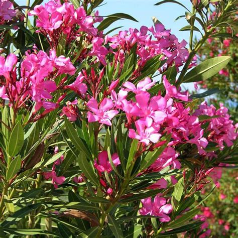 Nerium Oleander Pink M Z Miscellaneous Exotic Australian Seed