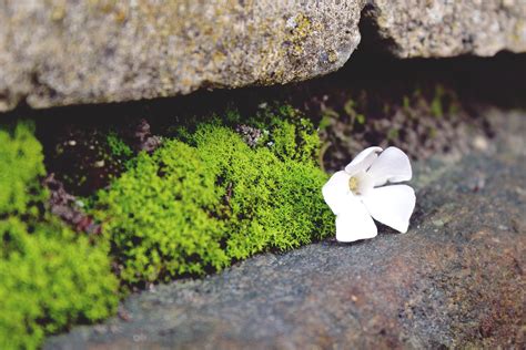 Free Images Nature Grass Rock Blossom Plant White Leaf Flower