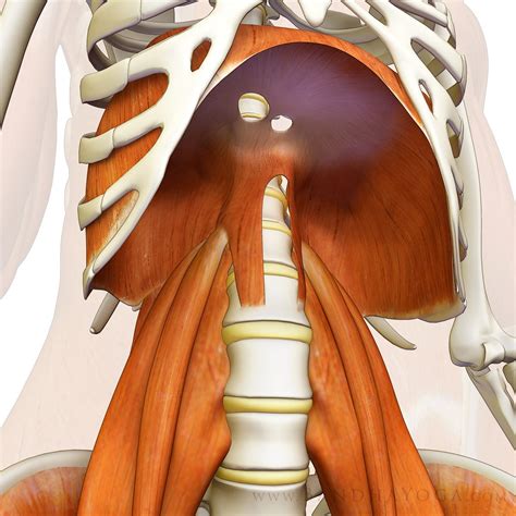 The Anatomical Relations Of The Diaphragm Marco Health