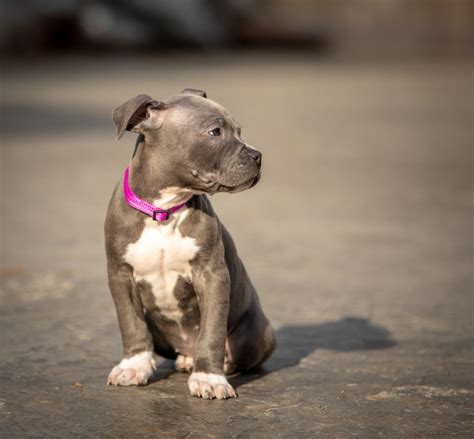 Blue Nose Pitbull Your Complete Guide Dog Academy