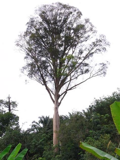 The Tualang Tree Or Koompassia Excelsa Rainforest Journal