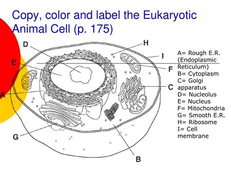 31 Animal Cell Color And Label Labels 2021