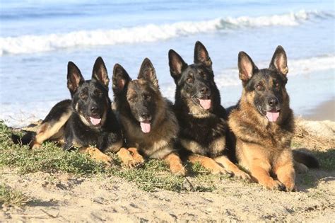 Are German Shepherds Pack Dogs