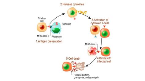 How Do T Cells Become Activated Cell Processing And Isolation Services