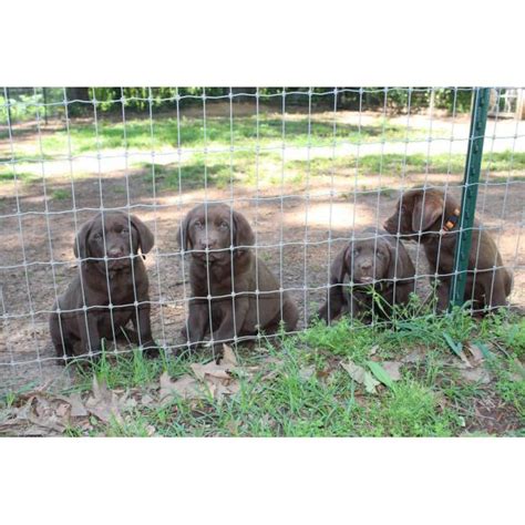 Tmh labradors is an akc lab breeder located in danbury, tx. AKC Lab puppies Have both parents on-page in Houston ...