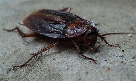 Cockroach Pest Control Brisbane Cockroach Treatment Brisbane