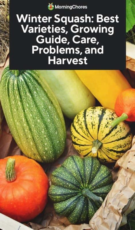 Winter Squash Best Varieties Growing Guide Care Problems And Harvest