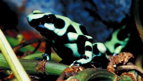 How Do Plants And Animals Adapt To The Rainforest Sciencing