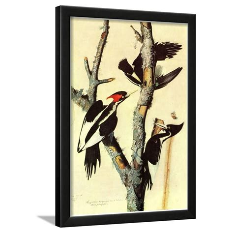 audubon ivory billed woodpecker bird art poster print framed poster wall art 15x21 walmart
