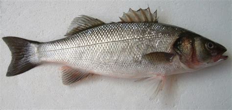 European Seabass Dicentrarchus Labrax Adriaticnature