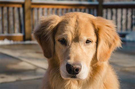 Golden Retriever Dog Breed Facts And Information Diets And More