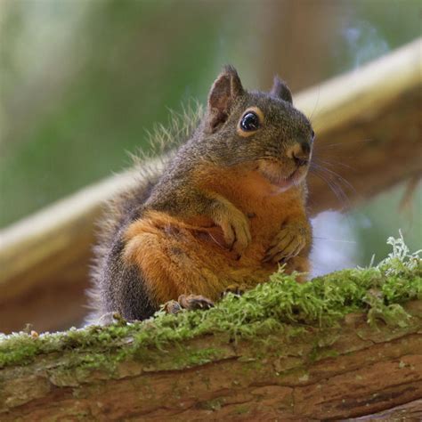 Douglas Squirrel Photograph By Paul Rebmann Pixels