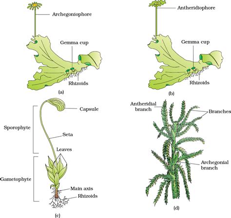 Marchantia Antheridia And Archegonia