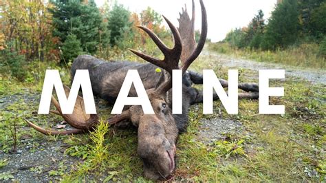 Gramp Shoots Big 52 Rutting Maine Bull At 40 Yards His First Moose