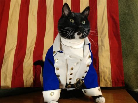 Cat Cosplaying As Alexander Hamilton Cats Cosplaying As Famous Tv And