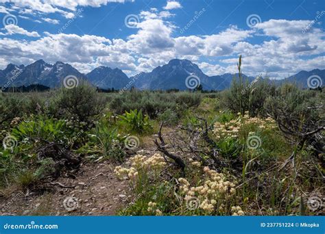 Wildflowers And Sagebrush In Grand Teton National Park In Wyoming Stock