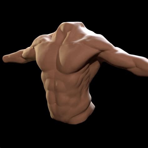 Male Upper Torso Anatomy Artstation Male Torso Anatomy Study Serge