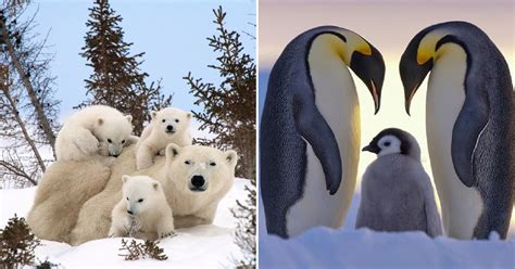 20 Adorable Animal Families That Made Us Go Aww Paws Planet