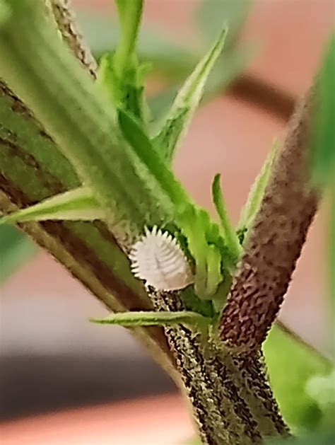 Mealybugs And Cannabis How To Identify And Get Rid Of It Quickly