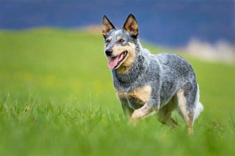 Heeler Or Australian Cattle Dog Traits And Temperament Pets4homes In