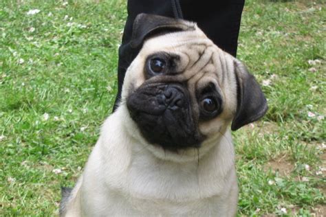 What Does A Pug Look Like Images Frompo 1