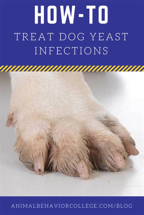 Chihuahua Yeast Infection Treatment Pets Lovers