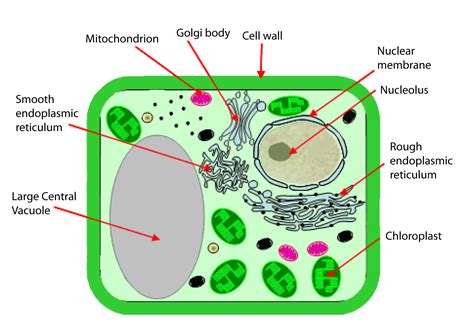 Diagram Labeled Diagram Of Plant Cell Mydiagramonline