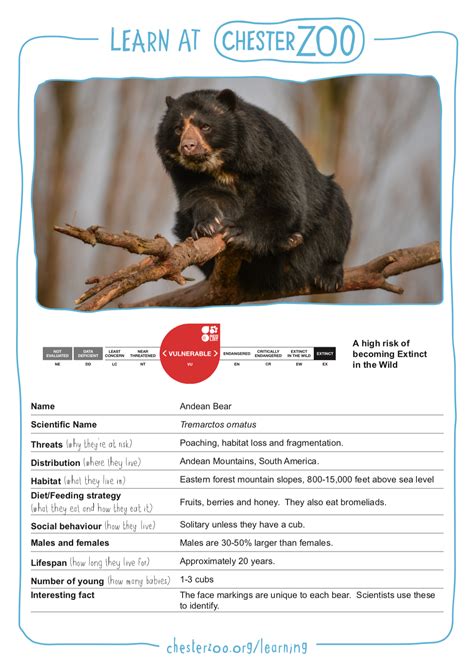 Animal Fact File Andean Bear Schools