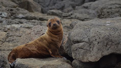 Galapagos Sea Lion Baby