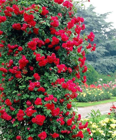 Special Deal Climbing Rose Ascending Crazy In Love Red Trained On