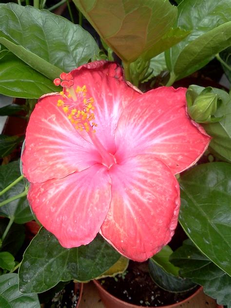 Amapola Flower Puerto Rico Best Flower Site