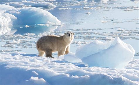 Los Osos Polares Que Sobrevivirán Al Cambio Climático Diario Hoy En