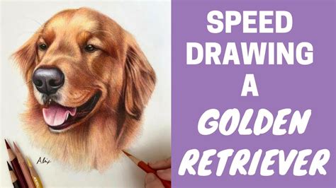 Speed Drawing Colored Pencil Golden Retriever Youtube