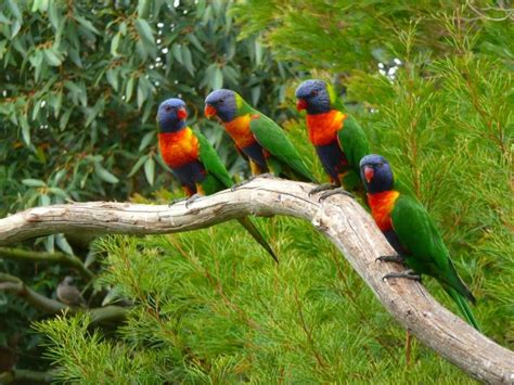 Birds Parrots Branches Animals Wallpapers