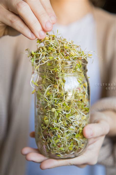 Recycle Our Jars Diy Seed Sprouting Jars How To Sprout Your Own