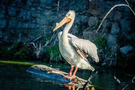 Pelican 2 Wildlife Safari Park Ashland Nebraska Rod Golda Flickr