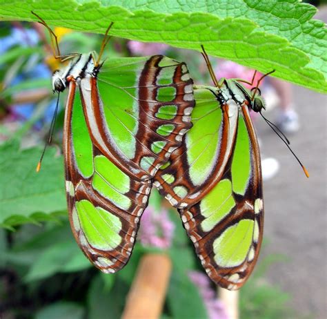 Butterfly Sex Two Green Butterflies Havingwells Flickr