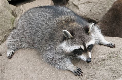 Fileraccoon Procyon Lotor 3 Wikimedia Commons