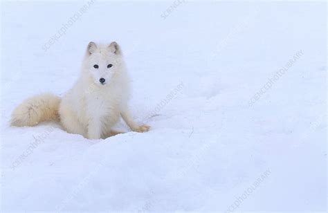 Arctic Fox Alopex Lagopus Stock Image C0045811 Science Photo