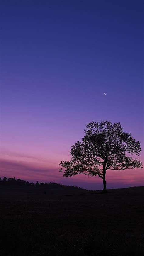 Dark Sky Tree Purple Sky Nature Samsung Galaxy S6 S7 1440x2560 Nature