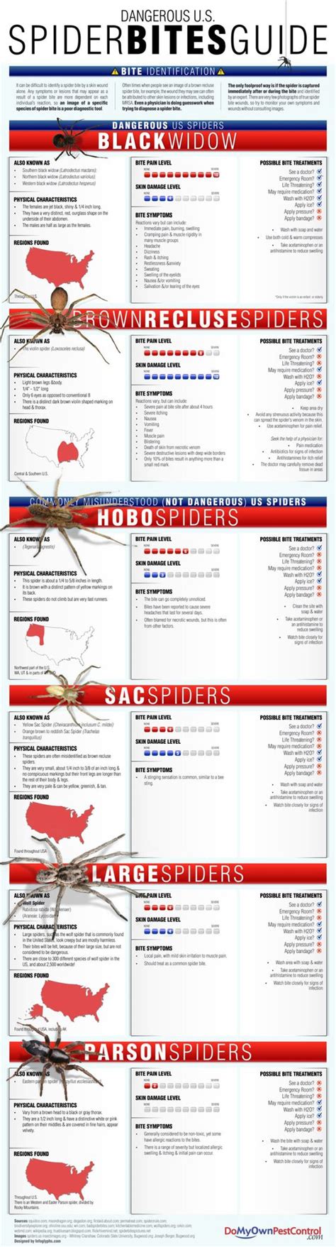 Spider Chart Ultimate Know Which Spiders Live Near You Their Physical