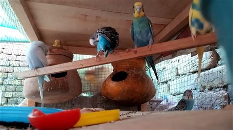 Voice Of Bajri Birds Parakeet Sound Australian Parrots Sound